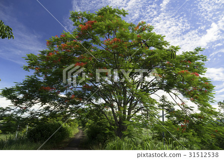河堤上鳳凰花開 河堤上鳳凰花開 31512538