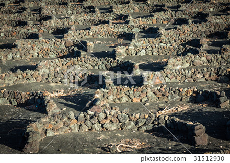Vineyards in La Geria, Lanzarote, canary islands 31512930