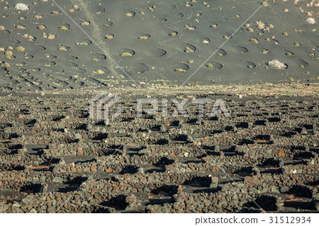 Vineyards in La Geria, Lanzarote, canary islands 31512934