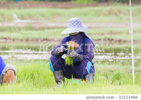 asian female farmer with mask and hat  31513466