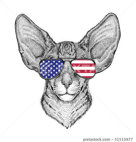 Oriental cat with big ears Hand drawn illustration 31513977