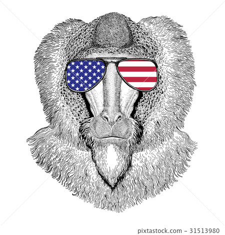 图库插图: monkey, baboon, dog-ape, ape hand drawn