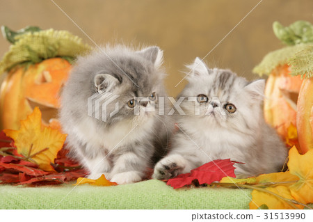 Persian kitten in fall decoration Persian kitten in fall decoration 31513990
