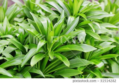 Green plant in the garden closeup Green plant in the garden closeup 31514282