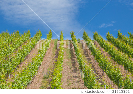 Vineyard on the Moselle in the Moselle Valley Vineyard on the Moselle in the Moselle Valley 31515591