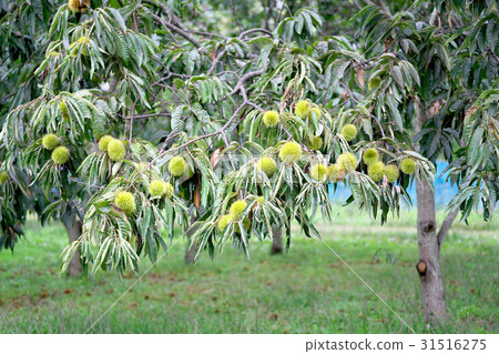 Chestnut garden of Lake Biwa Chestnut garden of Lake Biwa 31516275