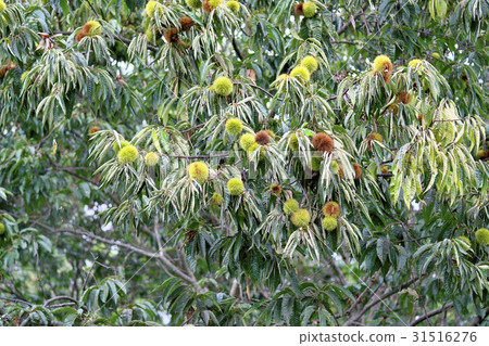 Chestnut garden of Lake Biwa Chestnut garden of Lake Biwa 31516276