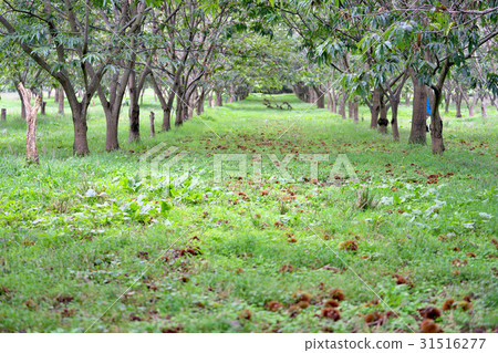 Chestnut garden of Lake Biwa 31516277
