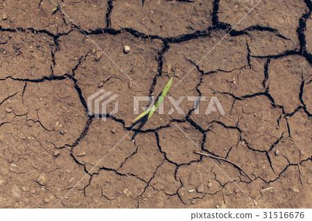 detail of a cracked earth, crack earth, crack soil detail of a cracked earth, crack earth, crack soil 31516676