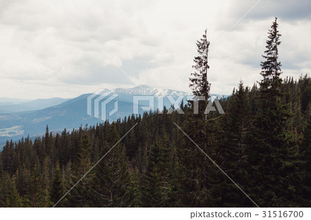 landscape in mountains Carpathians Ukraine 31516700