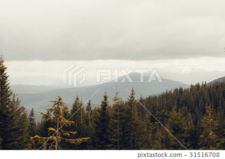 landscape in mountains Carpathians Ukraine 31516708