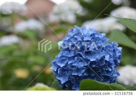 五顏六色的八仙花屬寺廟 31516756