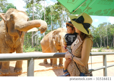 Elephant Elephant 31516811