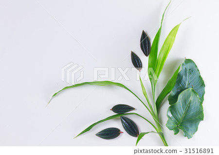 fresh green leaves 31516891