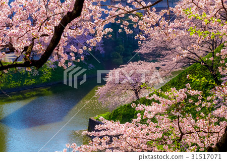 Cherry tree full bloom Tokyo The Imperial Palace of the Chidorigafuchi Spring Cherry tree full bloom Tokyo The Imperial Palace of the Chidorigafuchi Spring 31517071