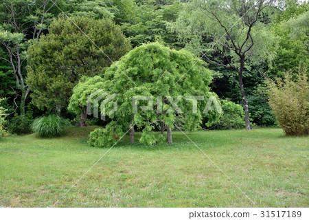 女兒Sophora（Shidareenju） 31517189