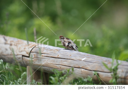 Female of Aodurin Female of Aodurin 31517854