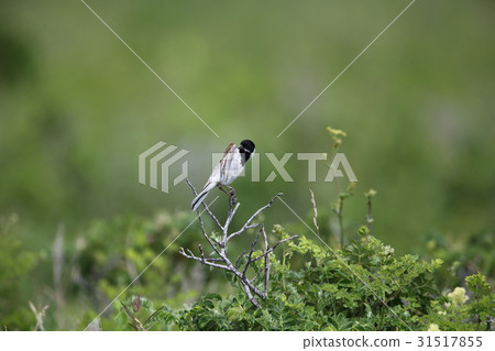 Male of Aojulin 31517855