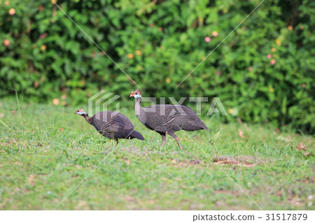 Hollow Hollow butterfly 31517879