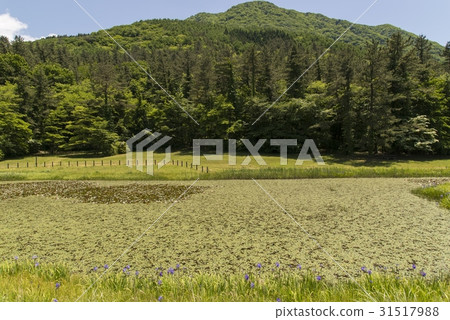 Rankei公主(Sampuyama) Rankei公主(Sampuyama) 31517988