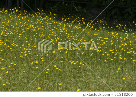 Butana (Saneiyama) Butana (Saneiyama) 31518200