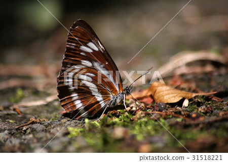 Misuji蝴蝶 31518221