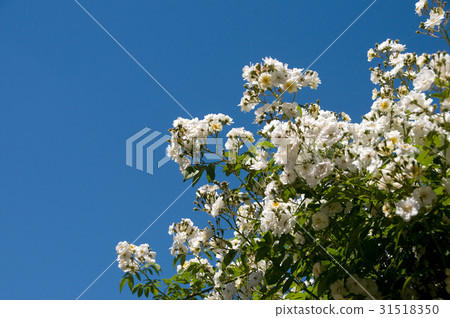 White wild rose 31518350