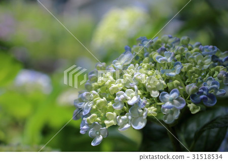 繡球花繡球花 繡球花繡球花 31518534