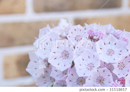 Karmia's flowers and buds 31518657
