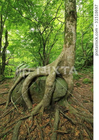 Fresh green primitive forest Ⅲ Fresh green primitive forest Ⅲ 31518697