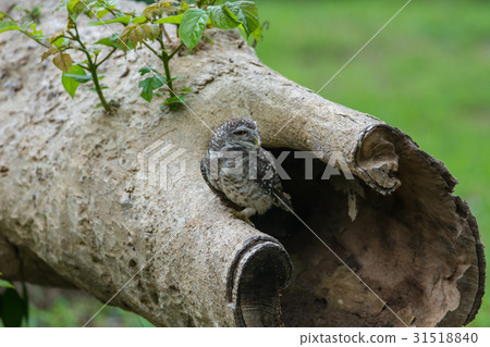 Beautiful Owl bird (Spotted owlet) 31518840