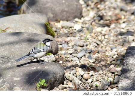 Tits standing on the stone Tits standing on the stone 31518960