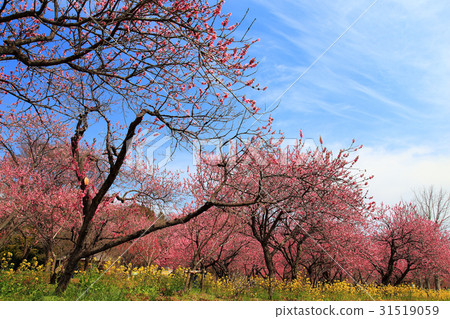 Momo no Sato Furukawa City Comprehensive Park 31519059