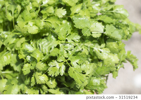Fresh coriander Fresh coriander 31519234
