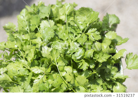 Fresh coriander Fresh coriander 31519237