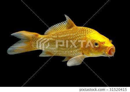 Golden koi fish isolated on a black background 31520415