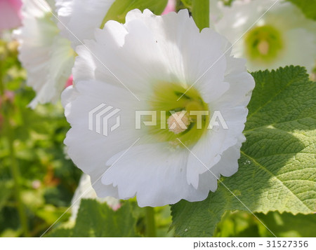 White tuna ooi White tuna ooi 31527356