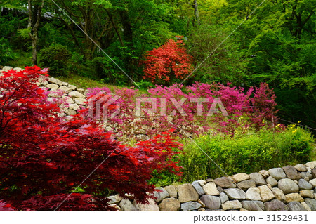 Hase Valley Botan Nara Prefecture 31529431