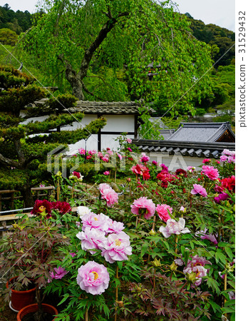 Hase Valley Botan Nara Prefecture 31529432