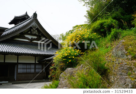 Hase Valley Botan Nara Prefecture 31529433