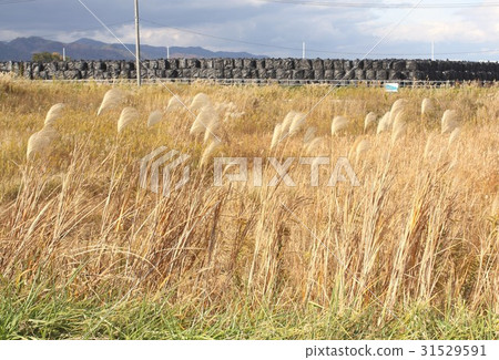 福島第一核電站去污進展福島縣Naraha machi Fukonkon袋子,裡面裝滿了放射在Kido農田上的輻射污染土壤 福島第一核電站去污進展福島縣Naraha machi Fukonkon袋子,裡面裝滿了放射在Kido農田上的輻射污染土壤 31529591