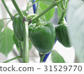 Green pepper veranda 31529770