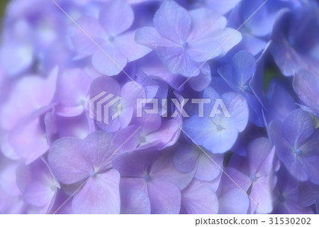 繡球花的顏色從藍色到紫色很有趣 31530202