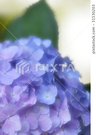 藍色到紫色的繡球花 31530203
