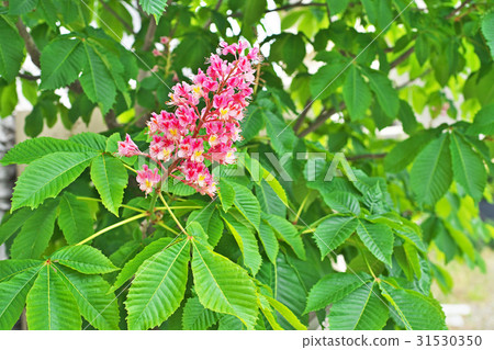 紅花栗子紅色花 31530350