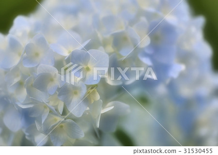 蒼白柔和的藍色繡球花 31530455