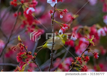 White-eye and cold cherry blossoms 31530777