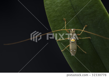 Bamboo shoots. Bamboo shoots. 31530778