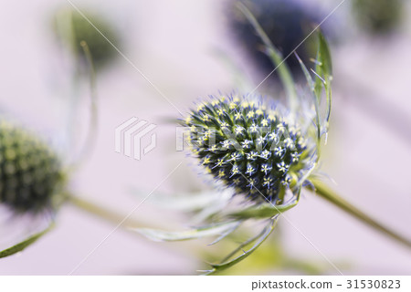 Erinja, flower. Erinja, flower. 31530823