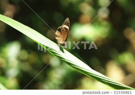 玉帶黛眼蝶 31530861